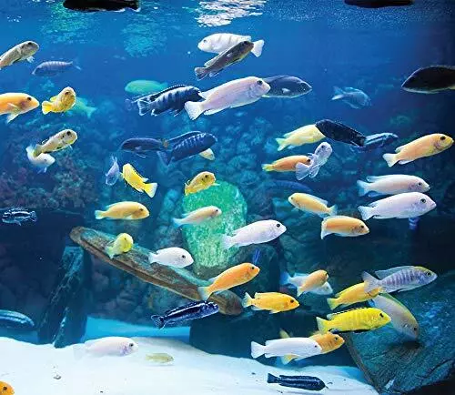 10 pack of African Cichlids for fish tank aquarium