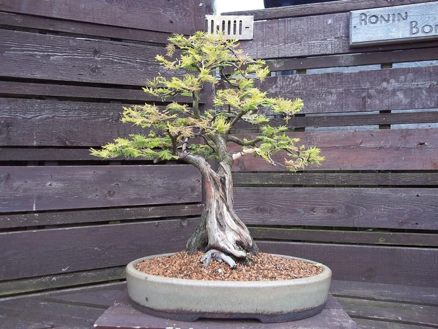 schwebende grten bonsai Schwebender Bonsaitopf, Fliegender Blumentopf, Magnetischer Blumentopf,  Schwebende Pflanze  Heimliebe24