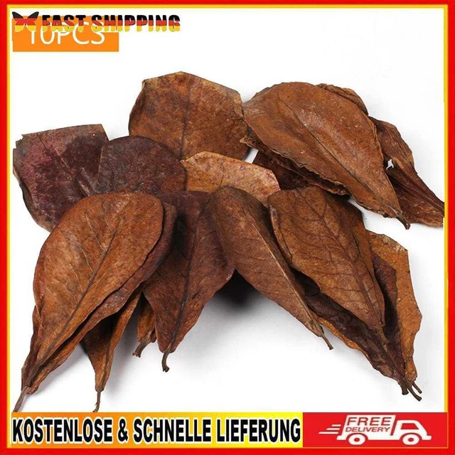 10 piezas accesorios decorativos de hoja fertilizantes de plantas naturales para paisajismo de acuarios