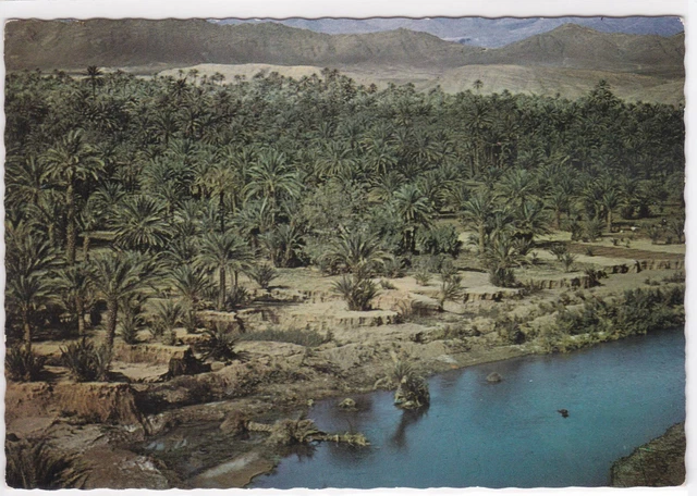 Cpsm Color Postcard Maroc Picturesque Palm Groa Vallee Du Draa
