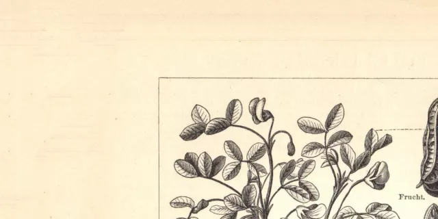 Fett und Öl liefernde Pflanzen historischer Druck Holzstich ca. 1904 Botanik 3