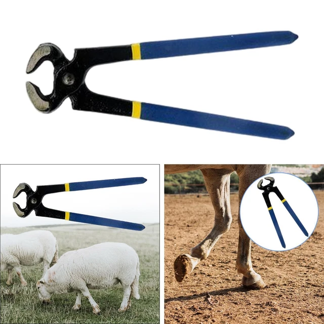 Rare outil de cavalerie. Clef à crampons fer cheval maréchal ferrant