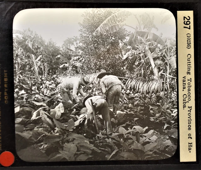 12-297 Magic Lantern Glass Slide Photo Cuban Cigar Tobacco Cutting Havana Cuba