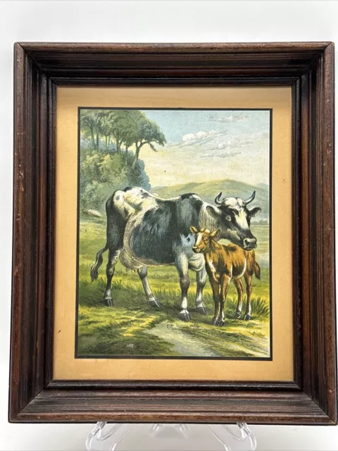 Original Antique Color Litho Book Plate Print Guernsey Jersey Milk Cow & Calf