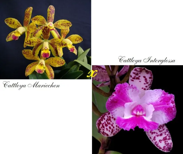 Orchid Orchidee Cattleya Mariechen x Interglossa (32 Pr)
