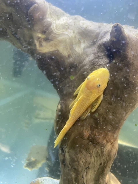 Young Pair L144 Lemon Blue Eye Bristlenose Pleco ancistrus SP