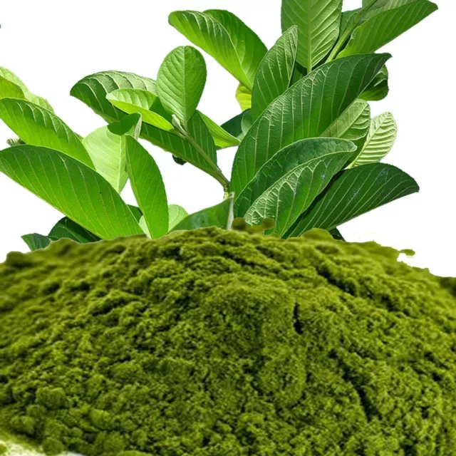 Poudre moulue de feuilles de goyave séchées 100% biologiques pures pour les...