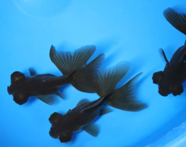 Live Black Butterfly Tail Goldfish sm. for fish tank, koi pond or aquarium