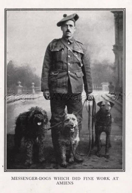 DOG Airedale Terrier, Sheepdog Messenger War Dogs, Amiens WWI Rare Antique Print