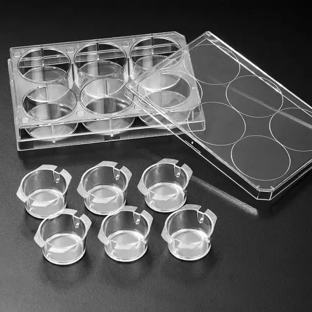 3D Cell Culture Plate Insert™ Hanging, PET, 0.4/3/8μm,  6 Pcs/PK, 24 Pcs/CS