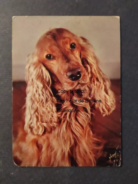 Carte postale vintage COCKER chien Yvon