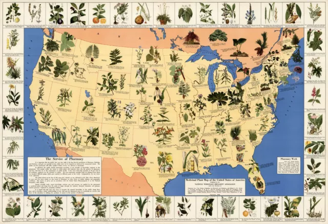 Mid-century Medicinal Plant Map of the USA Historical Wall Poster Home School