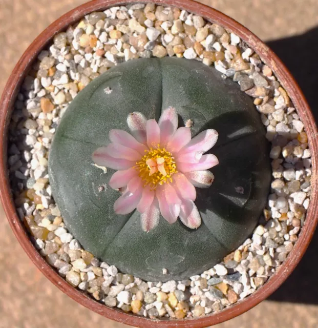 Pink flowered Mexican Cactus - Cactus / Succulent