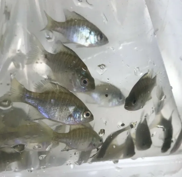 10+ Live Bluegill Fish (MEDIUM) GUARANTEE ALIVE (FREE 2-Day Shipping)