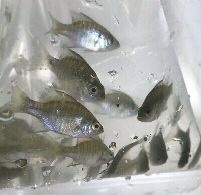5+ Live Bluegill Fish (MEDIUM) GUARANTEE ALIVE (FREE 2-Day Shipping)