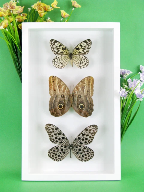 3 real beautiful and huge butterflies in the XXl showcase - single piece - 29 11