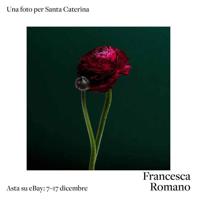 Ranuncolo, F. ROMANO per S.Caterina