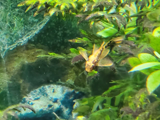 2 Super Red Calico Longfin Bristlenose Pleco (~2 - 3") Bushynose Ancistrus 7