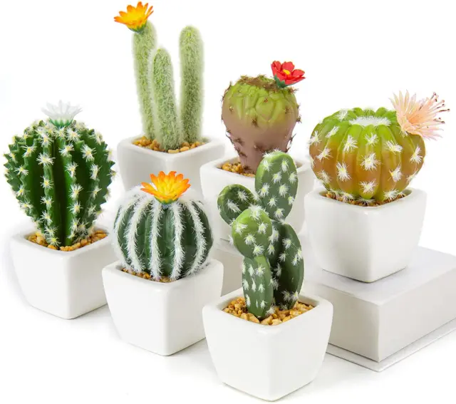 Cactus in vaso di ceramica