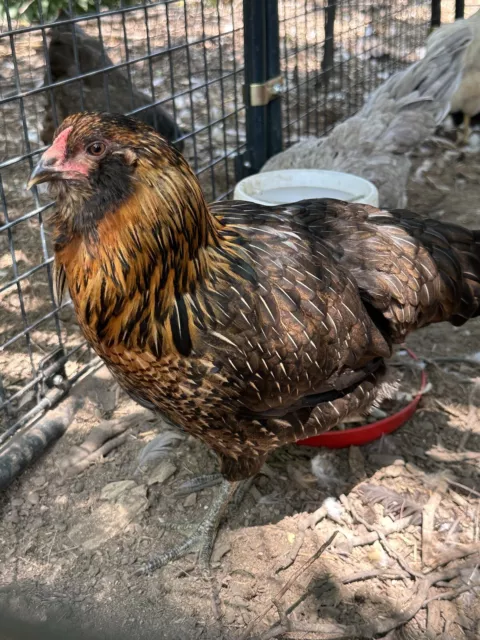 8 Green Queen Easter egger - Healthy Flock - Green/Blue eggs.