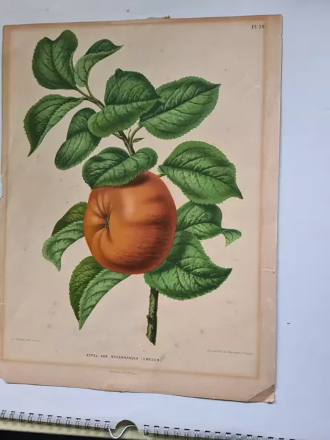 DEKORATIVE ALTCOLORIERTE LITHOGRAFIE APFELGRAFIK , TOP ca. 1880