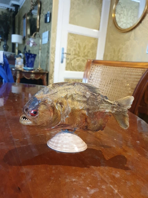 Piranha Naturalisé - Taxidermie Poisson Amazonie 23 Cm - Spécimen Ancien