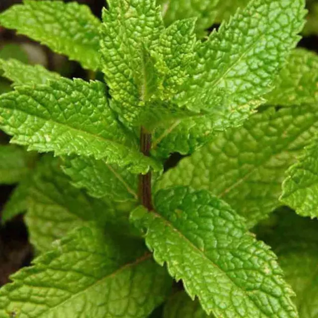 Citronella Lemon Balm Perennial 500Seeds Mosquito Insect Repellent Herb Non-Gmo