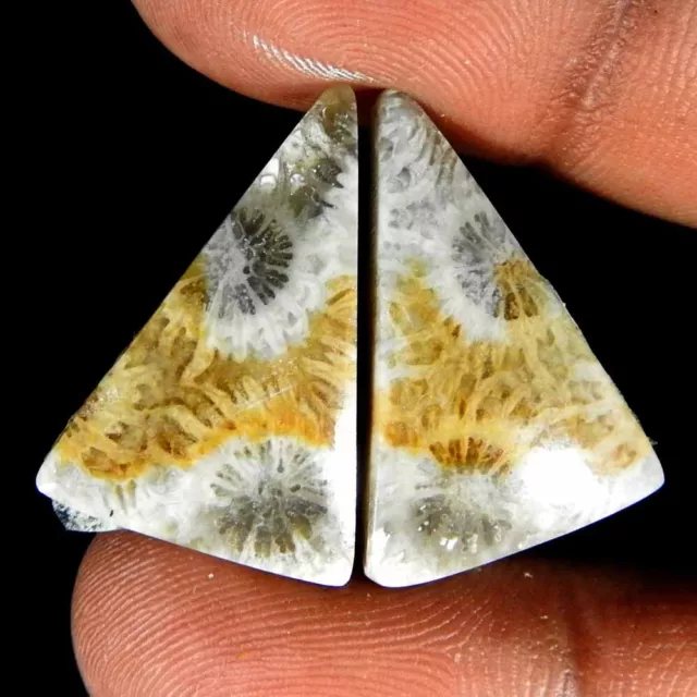 Natural Fossil Coral Fancy Pair Cabochon Rare Gemstone 30.00 Ct 25x17x5 mm