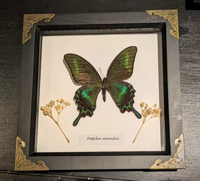 Butterfly framed Gothic Decor, Insect Taxidermy