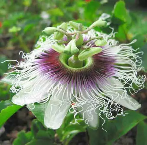 Passiflora Edulis v Edulis - 25 Seeds - Blue Passion Flower