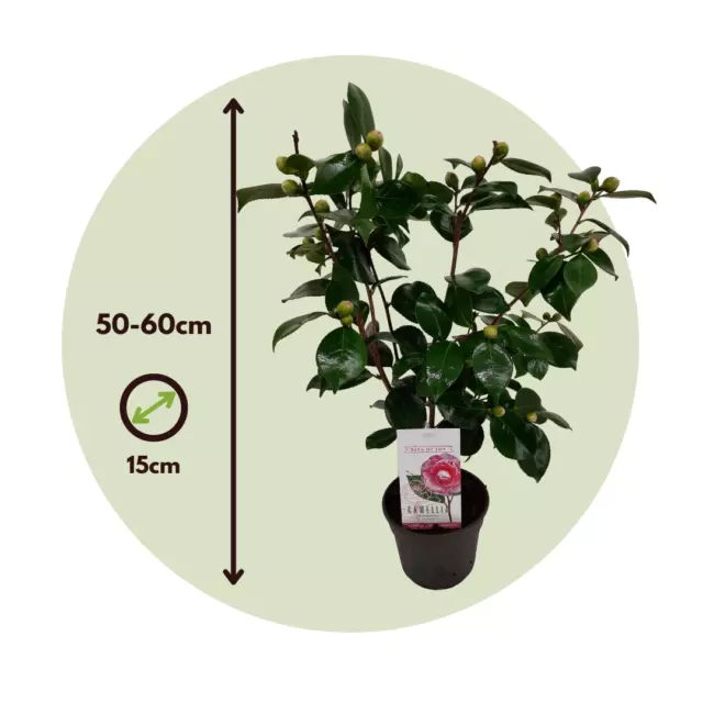 Camellia japonica Bonomiana - Japanische Kamelie - Topf 15cm - Höhe 50-60cm 2