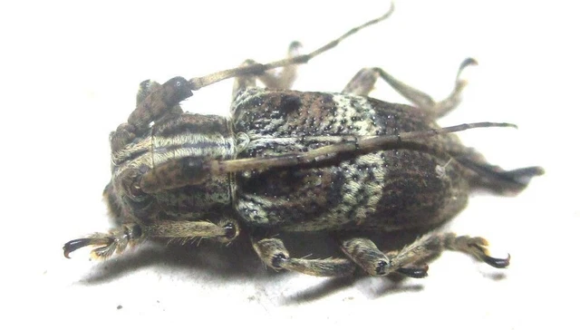 N012 PA: Cerambycidae: Pterolophia species? male 13mm**************************