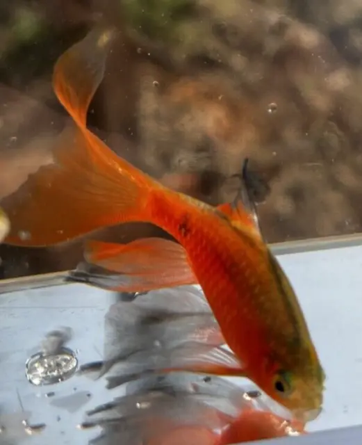 5x FRY Rosy Barbs .5"- 1" - Small Live Freshwater Aquarium Fish Read description