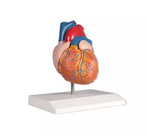 Modèle de Coeur, Anatomique Modèle Cardiologie, 2 Pièces