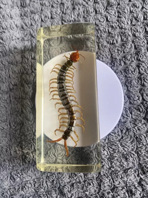 TAXIDERMY REAL BUGS / Insects In Clear Acrylic Block Resin Paperweights ...