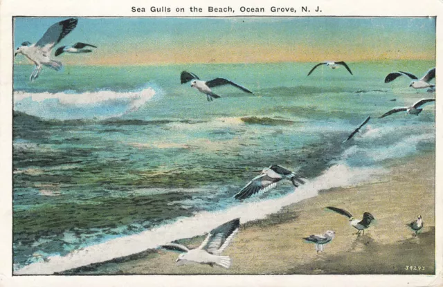SEAGULLS ON THE BEACH POSTCARD OCEAN GROVE NJ NEW JERSEY 1920s