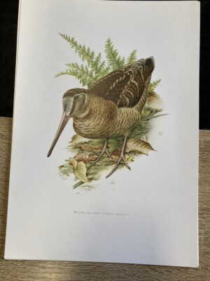 Alaska Antica Manifesto Poster Art Print Armadio Curiosità Bird Anatra Souchet Alaska 