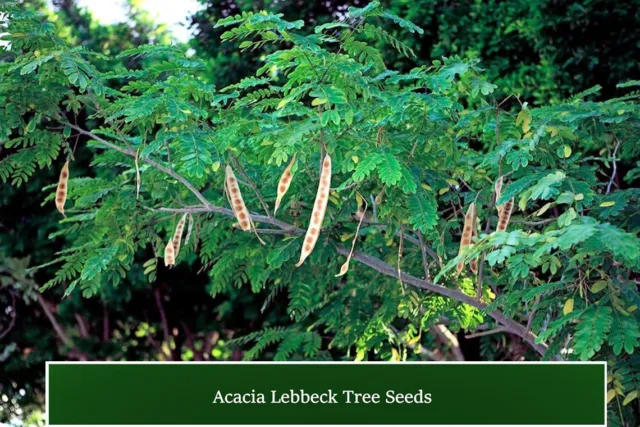 Lebbeck Mimosa Tree - 10 Seeds -  Container or Standard -Albizia