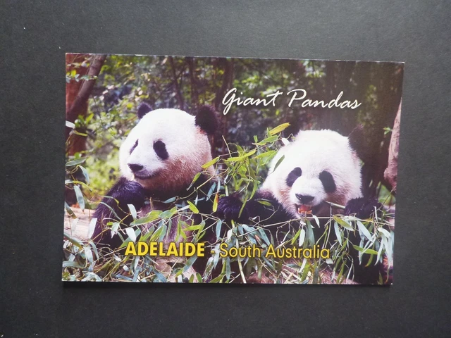 Retro Australian Giant Pandas Adelaide South Australia Postcard
