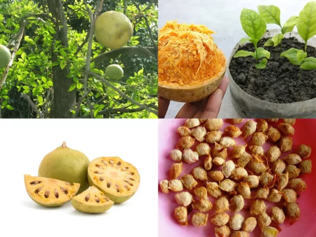 25+ Bael Fruit Tree Seeds Aegle Marmelos Golden Apple Sacred Bel Edible Beli