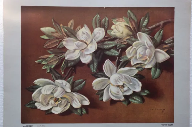 TRETCHIKOFF  - MAGNOLIA - South Africa