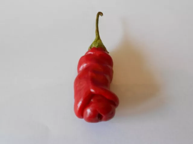 Penis-Chilli Samen/ Spezielle kleine Geschenk Idee der Liebe für Männer & Frauen