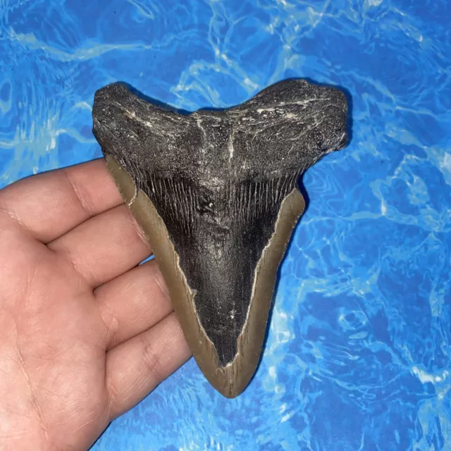 Megalodon Shark Tooth 4.44” Huge Teeth Meg Scuba Diver Direct Fossil Nc 2688