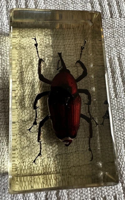 TAXIDERMY REAL BUGS / Insects In Clear Acrylic Block Resin Small ...