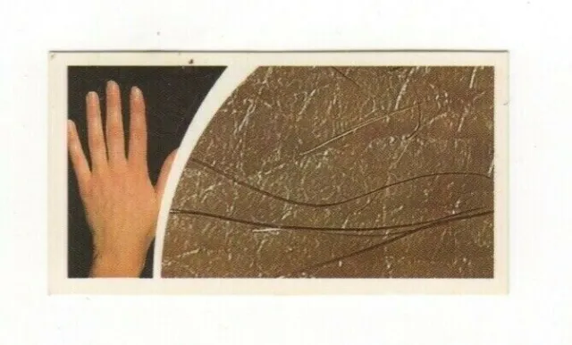 Brooke Bond Microscopic Images 1981 Human Skin