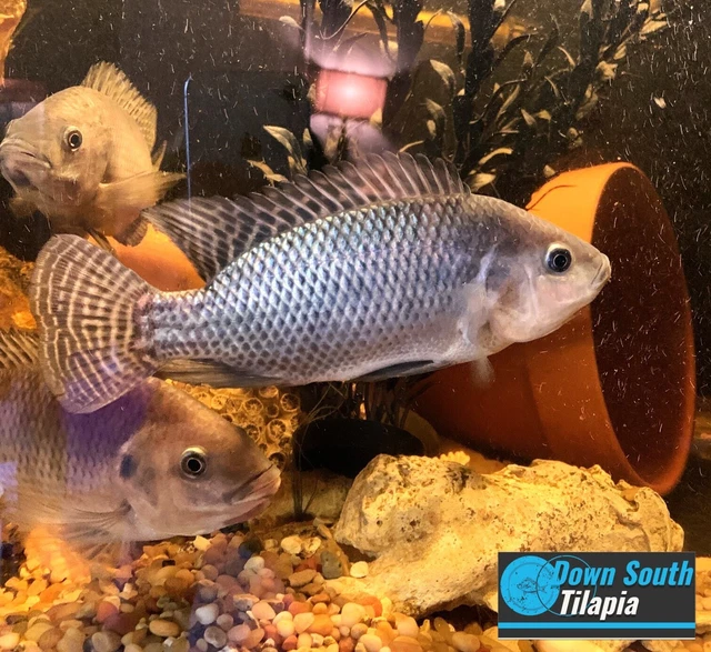 live blue tilapia fry 25 fish that are 1/3--3/4 in. USA bread and tank kept. 
