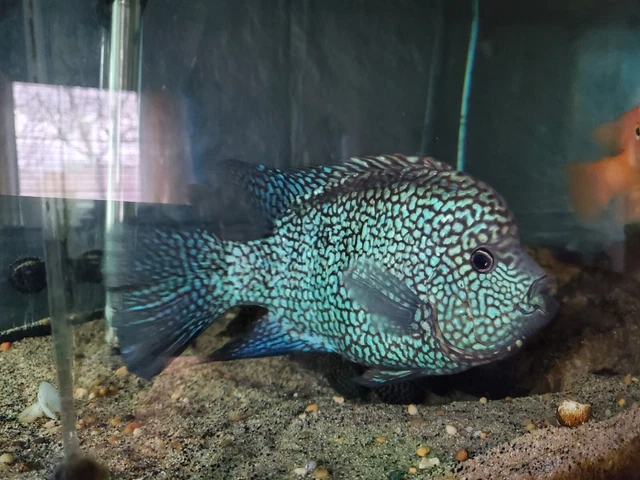 Red Texas cichlid .5" - 1" size 3 pack fresh water live tropical fish 8