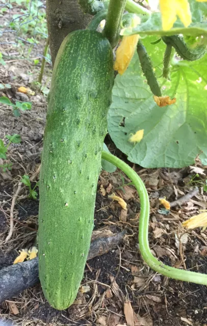 RARE✿ Japanese Heirloom Sagami Hanjiro Cucumber 20 Seeds-Delicious!