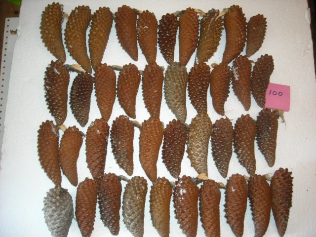 40 conos de pino de perno de cono de perno todos aprox 3-1/2 -5" de largo surtido colores