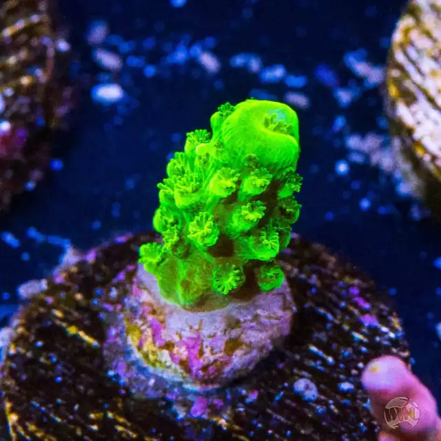 GREEN SLIMER ACROPORA WYSIWYG Live Coral - 48 $4.99 - PicClick
